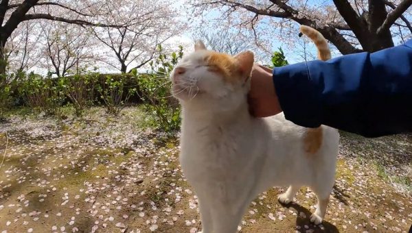 桜舞い散る中、猫がまっしぐらにやってきた！ 「撫でてくれニャン」と甘えて体を預ける仕草がカワイイ