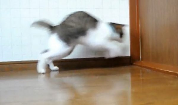 ドアを開けられない猫が「ドンッ」と全力で体当たり！ 音が響くほどの突進に「壁どんw」「努力は認めたいw」の声
