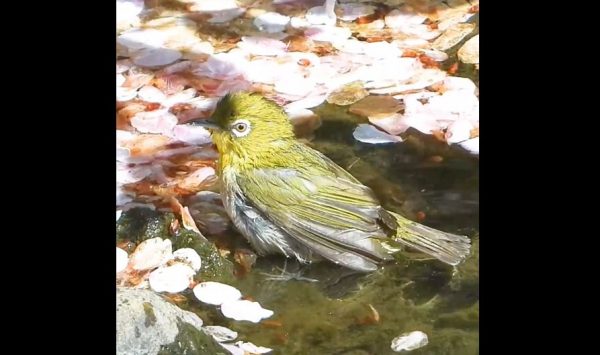 桜風呂に入るミドリの小鳥…春らしさあふれる“メジロの水浴び”を激写！