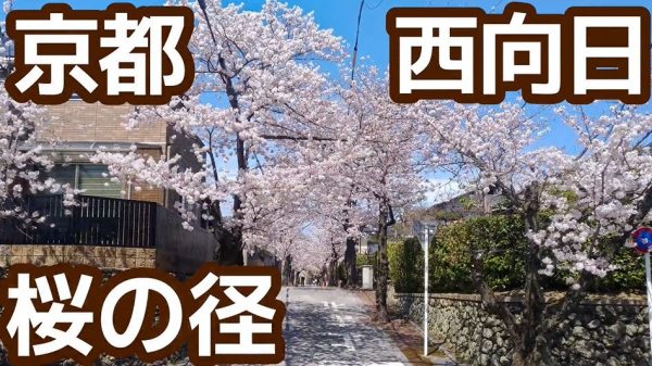京都の「桜の径」を自転車で走ってきた！ 閑静な住宅街をどこまでも続く桜並木は“春満開”の美しさ