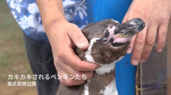 撫でられてウットリするペンギンたち…お礼に飼育員さんの羽繕いをはじめる懐きっぷりがカワイイ