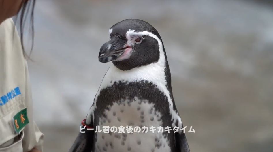 penguin15 | ニコニコニュース オリジナル