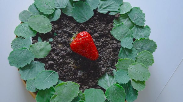 鉢植えっぽい“イチゴのタルト”作ってみた！ オレオを砕いて土に見せるアイデアが秀逸