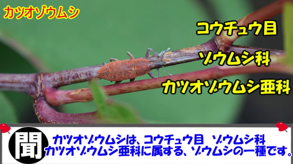 “小さな鰹節”のような「カツオゾウムシ」の生態。 日本全国に分布するキュートなゾウムシを写真付きで解説