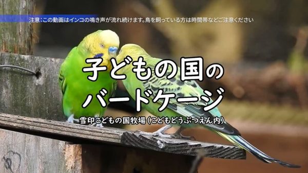 横浜「こどもの国」の動物園でバードケージに入ってみた！ インコとカモやオシドリが一緒にいる空間が鳥好きにはたまらなく良き