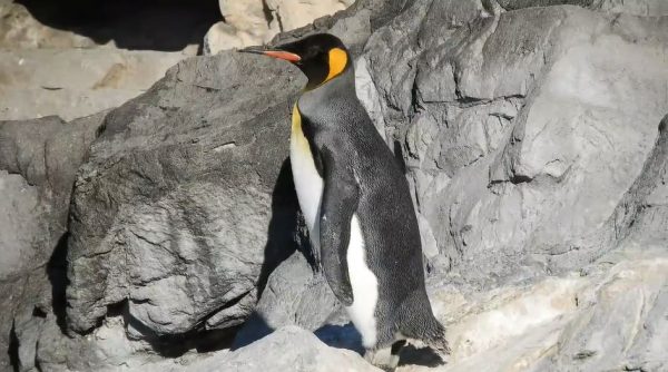 「葛西臨海水族園」群れからはぐれたキングペンギン、心配していた仲間たちと無事に再会！