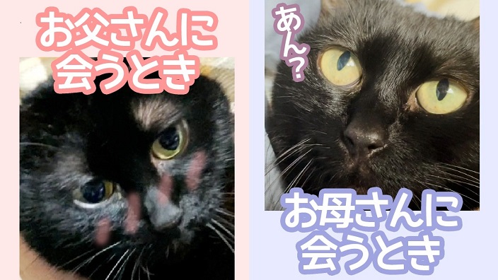 猫ちゃん お父さんとお母さんで態度を変える お父さんへの 全力の愛 がうらやまけしからん可愛さ ニコニコニュース オリジナル