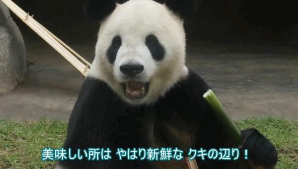 ムシャァ…上野動物園のパンダ、竹をリンゴのようにシャクシャクと食べて健啖ぶりを披露