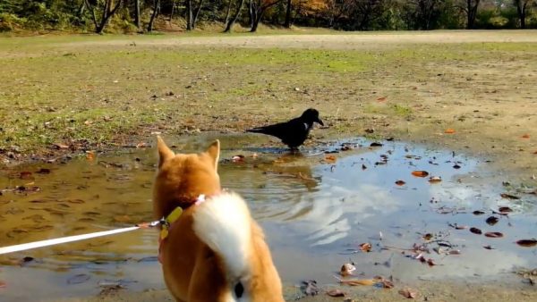 柴犬と眺める「カラスの行水」 呼ぶとピョンピョン飛んできて、水たまりに浸かる様子が可愛い！