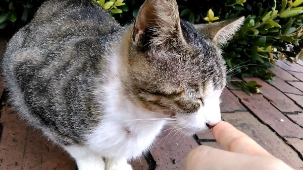猫が触られて嬉しい“意外なポイント”を発見⁉  鼻を触られた野良猫、ナゼかにっこり目を細める