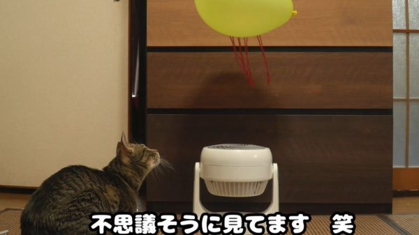 “浮かぶ風船”を見た猫はどうするか実験！ 不思議そうに首をかしげた飼い猫が取った行動とは？