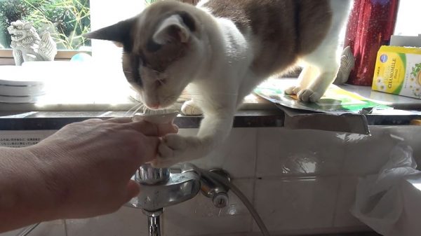 猫「お手伝いするニャン」飼い主さんが蛇口をひねるたびに水を止める猫ちゃん