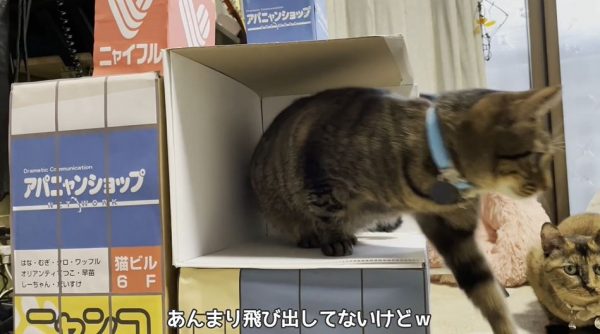 「新宿東口の3D猫」をうちのニャンコで再現！ はたして猫たちは手作りビルから飛び出してくれるのか!?