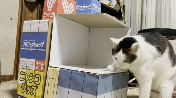「新宿東口の3D猫」をうちのニャンコで再現！ はたして猫たちは手作りビルから飛び出してくれるのか!?