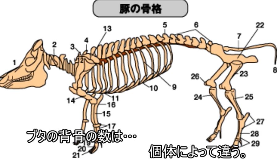 ブタの「背骨の数」は個体によってバラバラ! 哺乳類の中でも特殊な“ブタの事情”について解説してみた | ニコニコニュース オリジナル