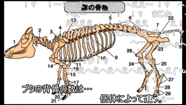 ブタの「背骨の数」は個体によってバラバラ！ 哺乳類の中でも特殊な“ブタの事情”について解説してみた
