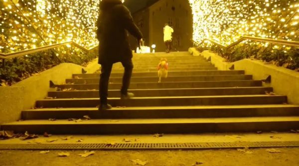 柴犬とめぐるクロアチアのイルミネーション！ この季節ならではの特別感で輝く街並みをご覧あれ