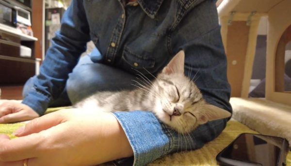 はじめてのお客様と会った子猫、人懐っこさを発揮し半日でうっとり腕枕