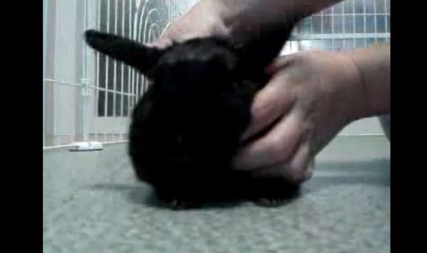 まんまる黒ウサギを撫でてみた！ 真っ黒すぎて何がなにやらだけど“ベタ慣れ”っぷりがめちゃカワイイ