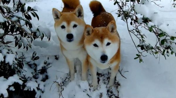 雪の中の柴犬たち！ “いいダッシュ”を見せた2匹が仲良く並んで雪景色の撮影会