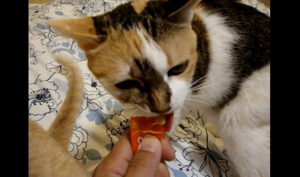 飼い猫たちにちゅ～るをあげてみた！ 熱い視線を送る先に食べたニャンコは果たして耐えきれるのか⁉