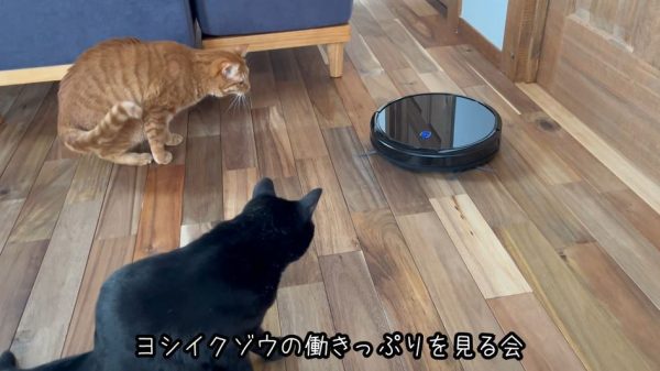 ロボット掃除機vs猫！ ビビりながらも興味津々でついて歩く猫たちに「かわいい」の反響