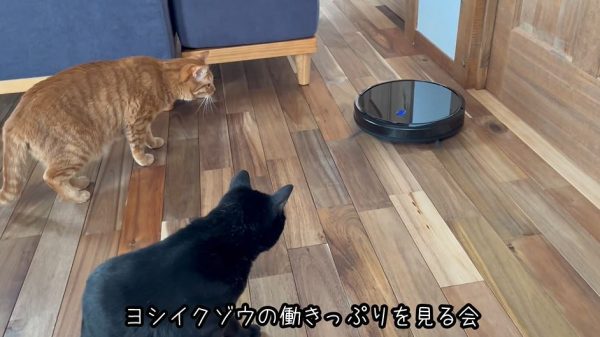 “ロボット掃除機VS猫！