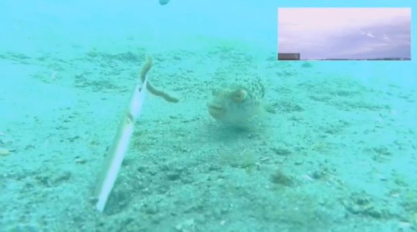 ウミヘビのエサを横取りするフグ！ 海中で繰り広げられる“熾烈なドラマ”をカメラが捉えた！