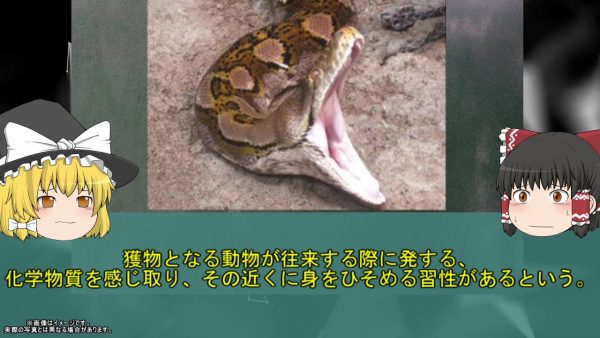 約7mの巨大ニシキヘビが成人女性を丸呑みに…　インドネシアのゴム農園で発生した悲劇な事故を解説