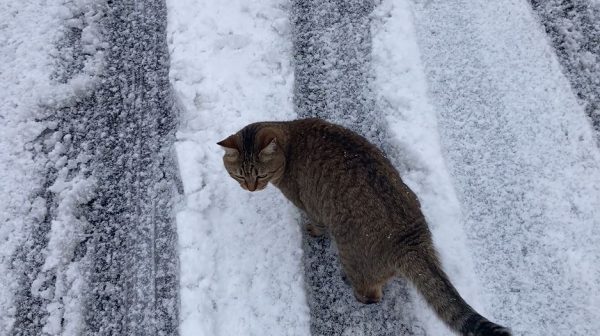 “雪のパトロールを強行した猫！