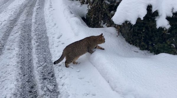 “雪のパトロールを強行した猫！