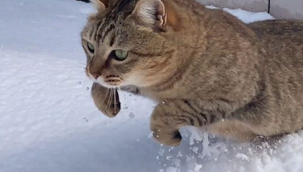 雪のパトロールを強行した猫！ 寒さの中、力いっぱいのダッシュで向かった先は!?