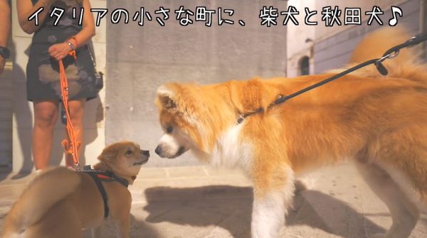 “イタリアの田舎町で愛される日本犬！