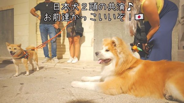 イタリアの田舎町で愛される日本犬！ イタリア生まれの秋田犬、柴犬と出会って注目を集める
