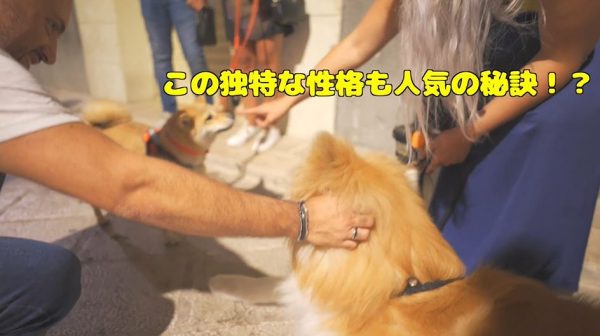 “イタリアの田舎町で愛される日本犬！