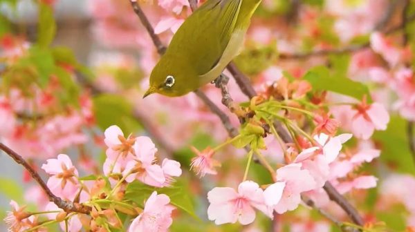 咲き誇る河津桜でメジロがケンカ!? 桜のピンクと小鳥のグリーンの取り合わせが可愛らしい！