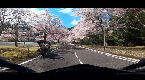 “奈良県吉野郡へ桜を見に行ってきた！
