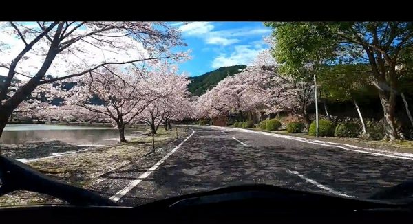 “奈良県吉野郡へ桜を見に行ってきた！