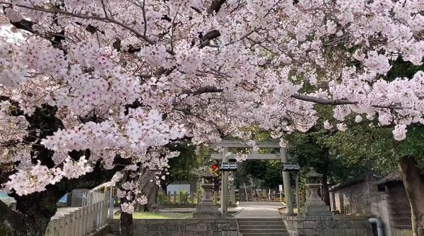 “大阪へ古墳に咲く桜を見に行ってきた！
