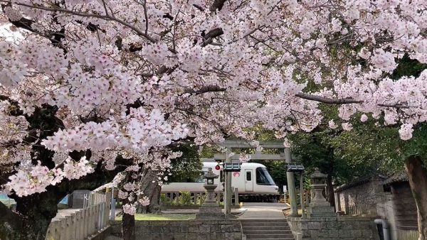 大阪へ“古墳に咲く”桜を見に行ってきた！ 古墳群や神社の境内を走る列車、パタパタ式の発車案内表示器など盛り沢山な一日に