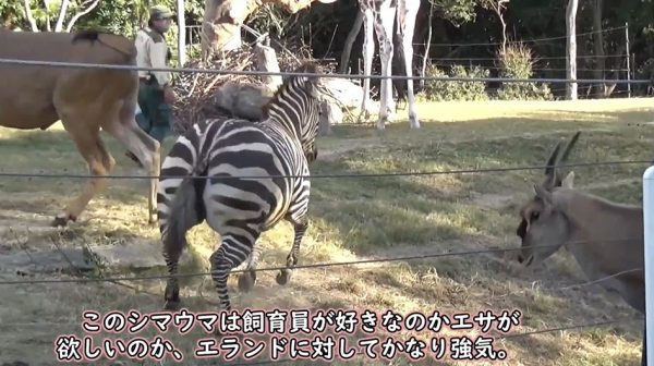 “大阪の天王寺動物園へ行ってきた！