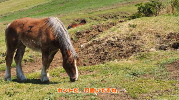 阿蘇の大自然をSUVでドライブ！ 熊本の赤牛がたっぷりの倍喰丼で腹ごしらえをして、大観峰の絶景に望む