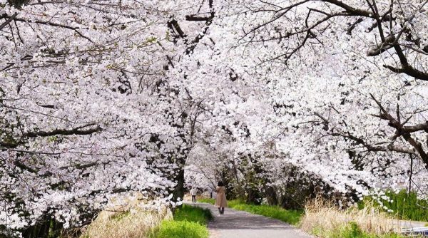 桜並木をのんびりバイクで走ってきた！ 時折人とすれ違う“穴場感”ただよう景色に春の気配が満開