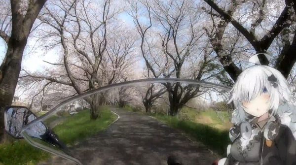 “桜並木をのんびりバイクで走ってきた！
