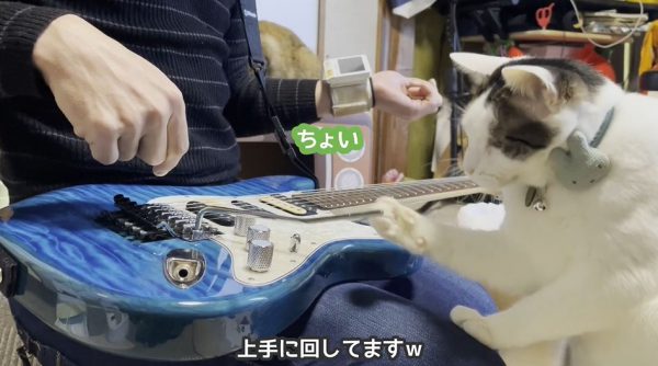 “ギターで遊ぶ猫たち！