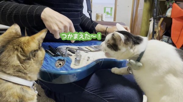 “ギターで遊ぶ猫たち！