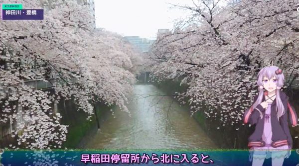 江戸の桜の名所、飛鳥山公園と神田川沿いへ花見散歩！ 都電に乗って雨の中で見た「満開の桜」が味わい深い