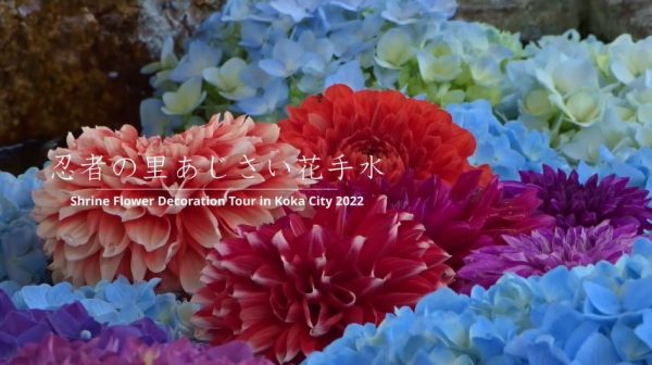 滋賀県甲賀市「忍者の里のあじさい花手水」を巡って来た！ 神社仏閣ごとの趣向を凝らした手水鉢で色とりどりのアジサイが咲き誇る