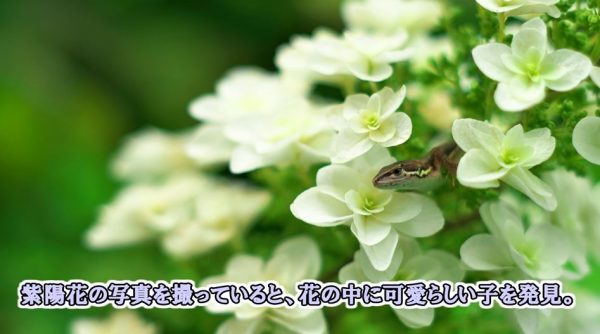 広島空港近くの「三景園」にアジサイを見に行ってきた！ 花とトカゲの競演に「かわいい」「フォトジェニックが過ぎる」の声