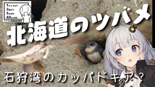 “日本最小のツバメ”を見に石狩湾へ行ってきた！ 崖をカッパドキアのような光景に変える「ショウドウツバメ」の生態が興味深い